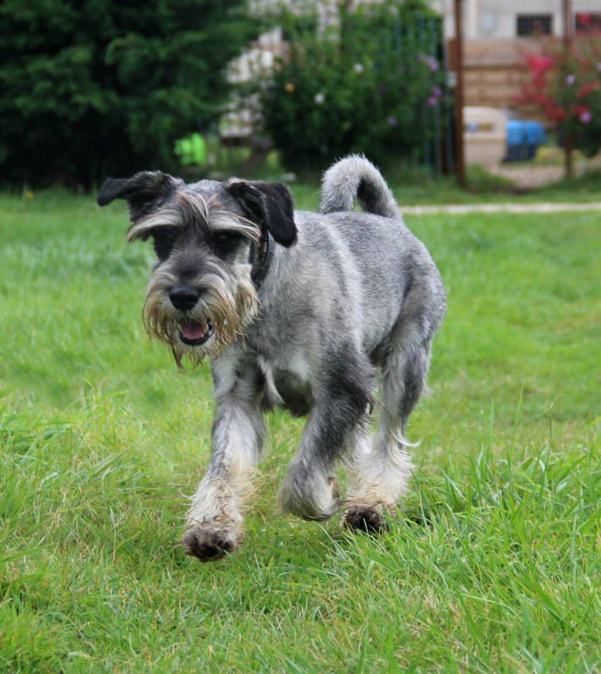 Chien (5)