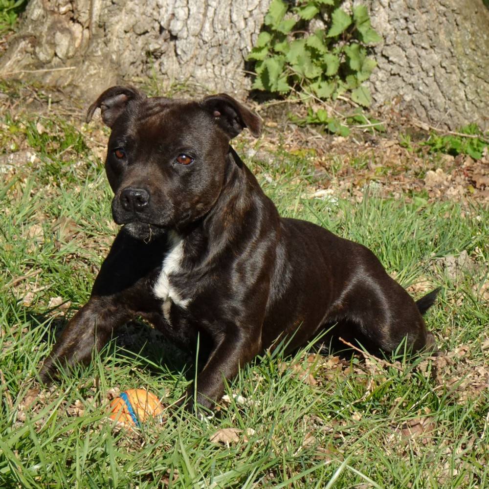 Chien (6)