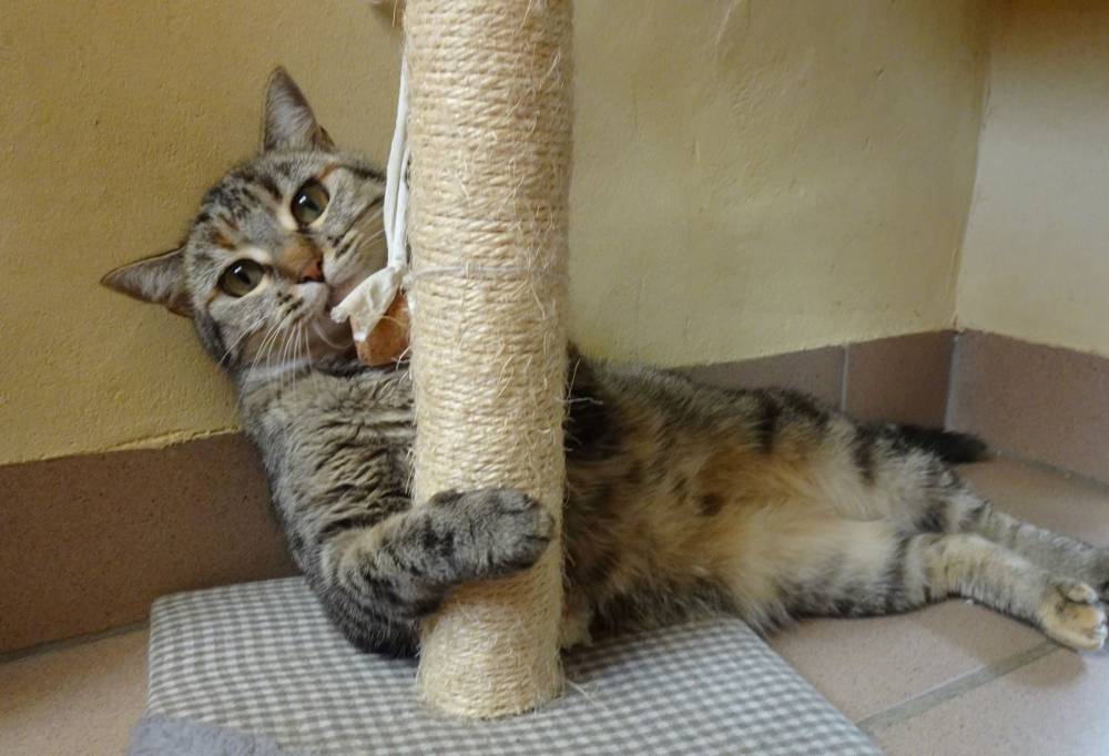 chat