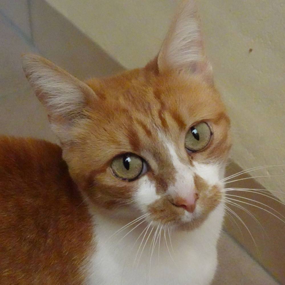chat