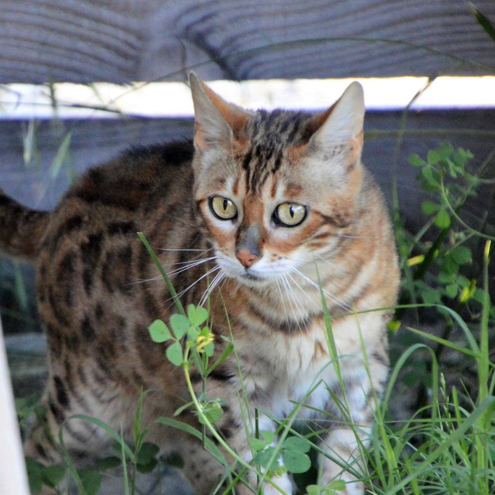 chat